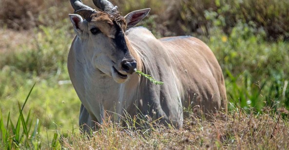 3-day-tanzania-budget-safari