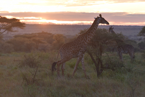 2-days-camping-safari-tarangire-ngorogoro-crater